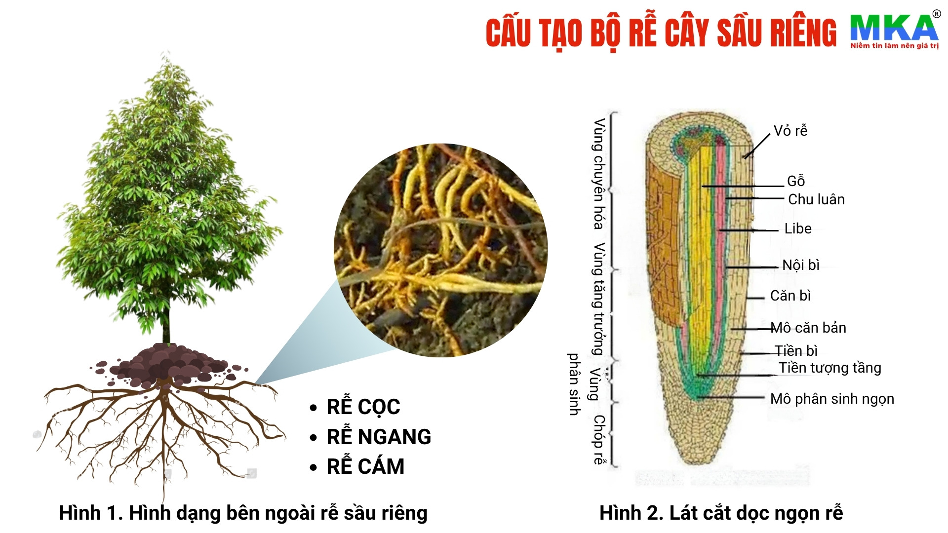 cấu tạo bộ rễ cây sầu riêng
